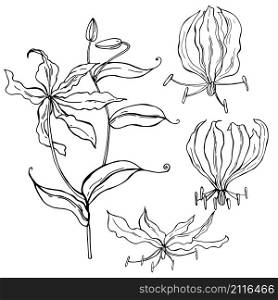 Hand drawn gloriosa flower. Vector sketch illustration.