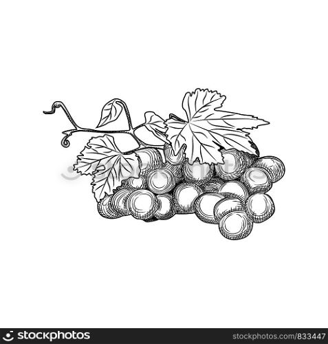 Hand drawn grape bunches and leaves. Engraving style. Isolated objects on white background. Vector illustration. Hand drawn grape bunches and leaves. Engraving style.