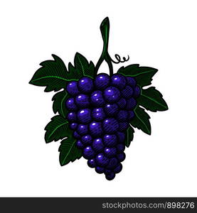 Hand drawn grape illustration in engraving style. Design element for poster, emblem, sign, logo, label. Vector illustration