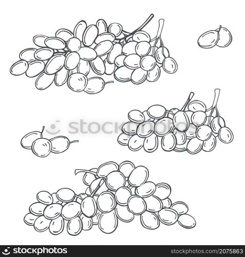 Hand drawn grapes on white background. Vector sketch illustration.. Grapes on white background. Vector illustration.