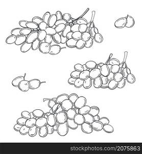 Hand drawn grapes on white background. Vector sketch illustration.. Grapes on white background. Vector illustration.