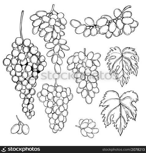 Hand drawn grapes on white background. Vector sketch illustration.. Grapes . Vector illustration.