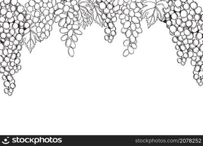 Hand drawn grapes. Vector background.. Grapes on white background. Vector illustration.