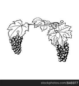 Hand drawn grapewine, bunch of grapes. Leaves, folliage, rape berries. Ink pen vintage sketch. Vector illustration. For prints, posters, food design winery label logo. Hand drawn grapewine, bunch of grapes. Leaves, folliage, rape berries. Ink pen sketch.