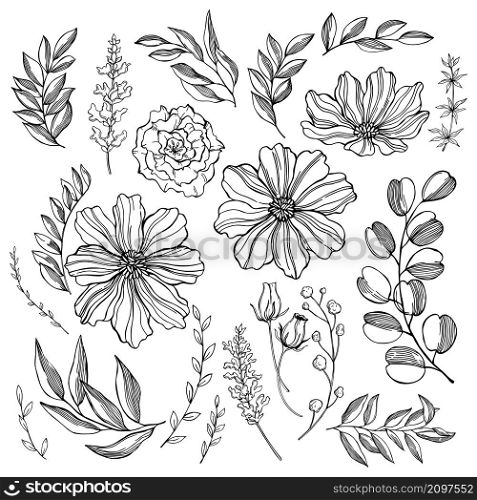 Hand drawn graphic plants. Flowers, buds, branches with leaves, herbs. Vector sketch illustration.. Graphic flowers and leaves. Vector illustration.