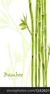 Hand-drawn green bamboo background with space for text. Easily editable vector illustration. Hand-drawn green bamboo background with space for text