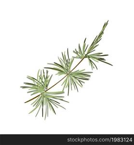 Hand drawn green lush spruce branch. Christmas tree element. Isolated on white vector illustration. Xmas decorative design item in retro style.. Hand drawn green lush spruce branch. Christmas tree element. Isolated on white vector illustration. Xmas decorative design item in retro style