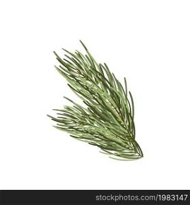 Hand drawn green lush spruce branch. Christmas tree element. Isolated on white vector illustration. Xmas decorative design item in retro style.. Hand drawn green lush spruce branch. Christmas tree element. Isolated on white vector illustration. Xmas decorative design item in retro style