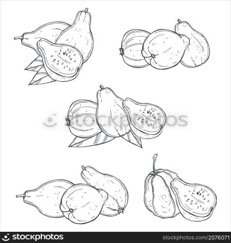 Hand drawn guava fruits on white background.Vector sketch illustration.. Tropical fruits. Vector illustration