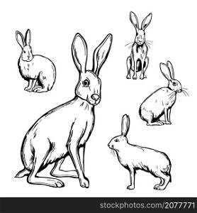 Hand drawn hares on white background. Vector sketch illustration. . Hares. Vector illustration.