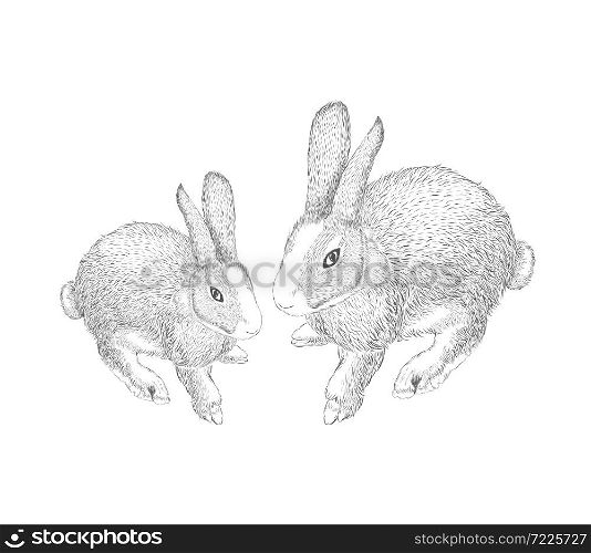 hand drawn hares, rabbit sketch. Vector illustration on white background.