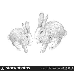 hand drawn hares, rabbit sketch. Vector illustration on white background.