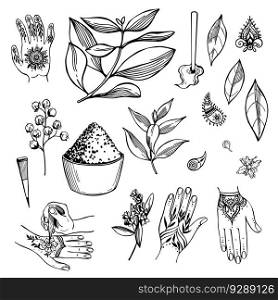 Hand-drawn henna set. Lavsonia non-thorny  Lawsonia inermis . Vector sketch  illustration. . Henna set. Sketch  illustration. 