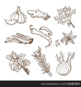 Hand Drawn Herbs And Spices Set. Hand drawn herbs leaves and roots spices set in retro style isolated vector illustration