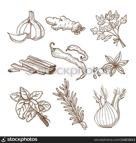 Hand drawn herbs leaves and roots spices set in retro style isolated vector illustration . Hand Drawn Herbs And Spices Set