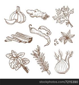 Hand drawn herbs leaves and roots spices set in retro style isolated vector illustration . Hand Drawn Herbs And Spices Set