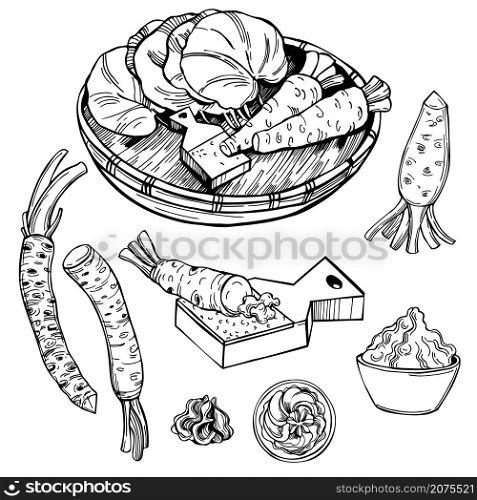Hand drawn horseradish wasabi, root and leaves. Vector sketch illustration.. Wasabi, root and leaves. Vector illustration.