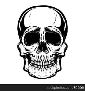 Hand drawn human skull on white background. Vector illustration