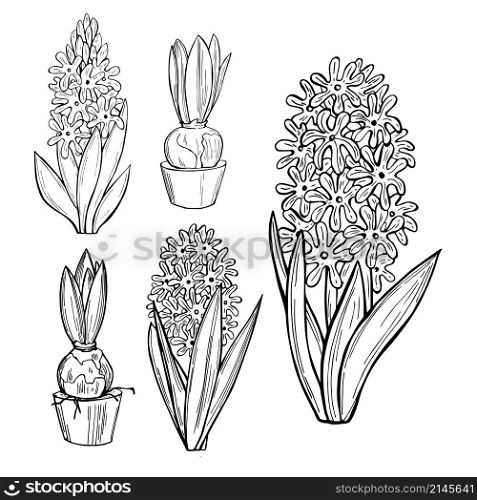 Hand drawn hyacinths. Spring flowers. Vector sketch illustration.