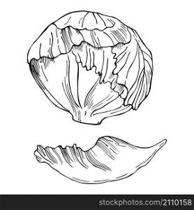 Hand drawn iceberg lettuce. Vector sketch illustration.