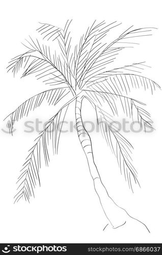 Hand drawn illustration of a palm tree, doodle isolated on white