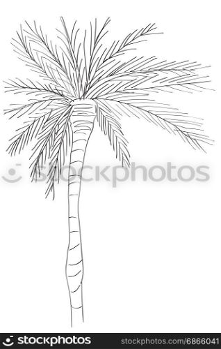 Hand drawn illustration of a palm tree, doodle isolated on white