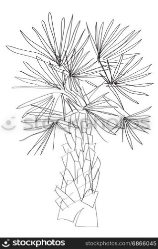 Hand drawn illustration of a palm tree, doodle isolated on white