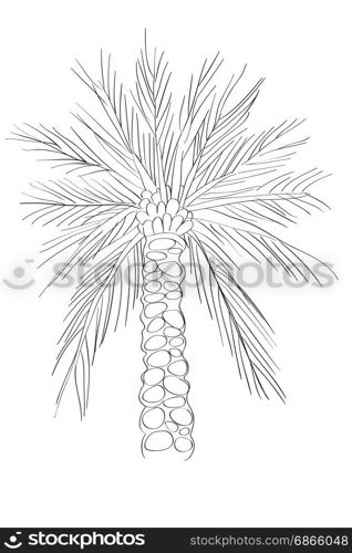 Hand drawn illustration of a palm tree, doodle isolated on white