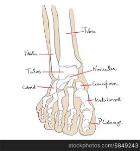 Hand drawn illustration of the foot bones isolated on white, artistic anatomy graphic study