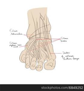 Hand drawn illustration of the foot tendons isolated on white, artistic anatomy graphic study