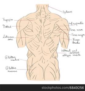 Hand drawn illustration of the torso muscles isolated on white, artistic anatomy graphic study