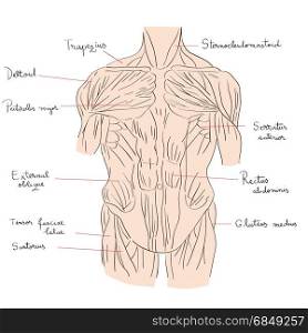 Hand drawn illustration of the torso muscles isolated on white, artistic anatomy graphic study