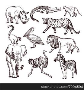 Hand drawn illustrations of african animals. Vector animal african nature, sketch wild mammal. Hand drawn illustrations of african animals