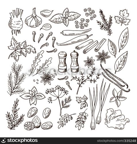 Hand drawn illustrations of different herbs and spices. Vector pictures set isolate on white. Herb spice ingredient, natural organic rosemary and mint. Hand drawn illustrations of different herbs and spices. Vector pictures set isolate on white