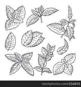 Hand drawn illustrations of mint leaves and branches. Herbal doodle background. Spice herb mint medicine ingredient. Hand drawn illustrations of mint leaves and branches. Herbal doodle background