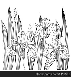 Hand-drawn iris flowers.Vector sketch illustration