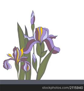 Hand-drawn iris flowers. Vector sketch illustration. Hand-drawn iris flowers.Vector sketch illustration