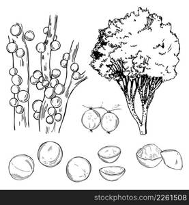 Hand-drawn Jaboticaba   Brazilian grape tree, Plinia cauliflora . Tree and fruits. Vector sketch illustration.. Jaboticaba   Brazilian grape tree . Sketch illustration.