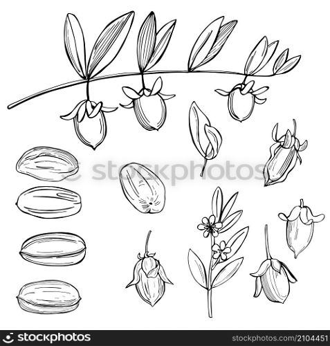 Hand drawn jojoba plants. Vector sketch illustration.. Hand drawn jojoba plants.