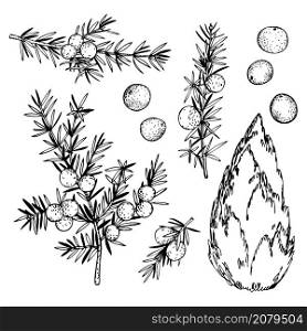 Hand drawn juniper, twigs and berries. Vector sketch illustration.
