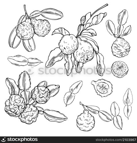 Hand drawn kaffir lime (bergamot). Vector sketch illustration. Kaffir lime (bergamot). Vector sketch illustration