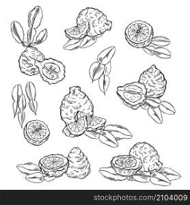 Hand drawn kaffir lime (bergamot). Vector sketch illustration. Kaffir lime (bergamot). Vector sketch illustration