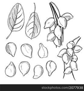 Hand drawn Kakadu plum (Terminalia ferdinandiana) Vector sketch illustration.. Kakadu plum. Vector illustration.