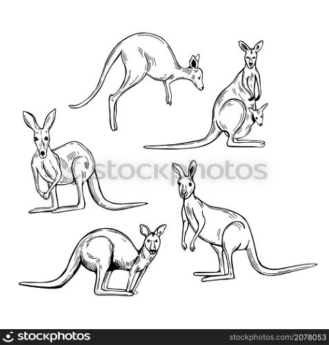 Hand drawn kangaroo. Vector sketch illustration.. Kangaroo. Vector illustration.