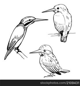 Hand-drawn kingfishers. Vector sketch illustration.