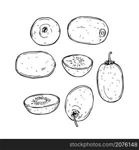 Hand drawn kiwi fruits on white background.Vector sketch illustration.. Tropical fruits. Vector illustration