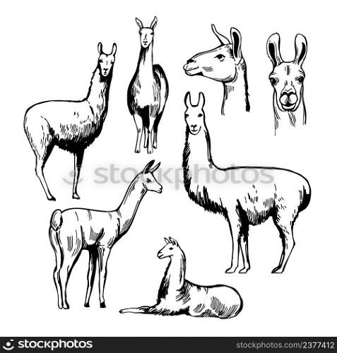 Hand-drawn lamas. Vector sketch illustration.. Lamas. Sketch illustration.