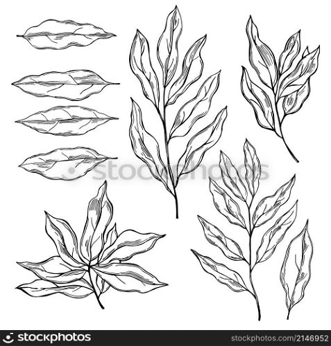 Hand drawn laurel plant. Vector sketch illustration