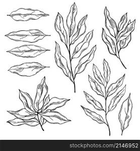 Hand drawn laurel plant. Vector sketch illustration