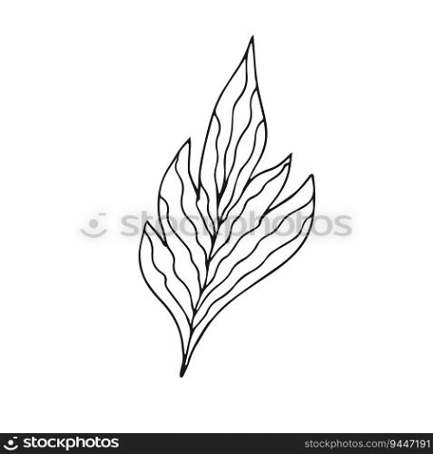 Hand drawn leaf on white background. One line contour floral drawing. Outline botanical element. Vector illustration